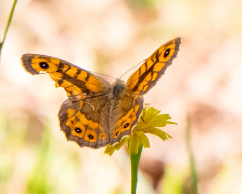 Wall Brown