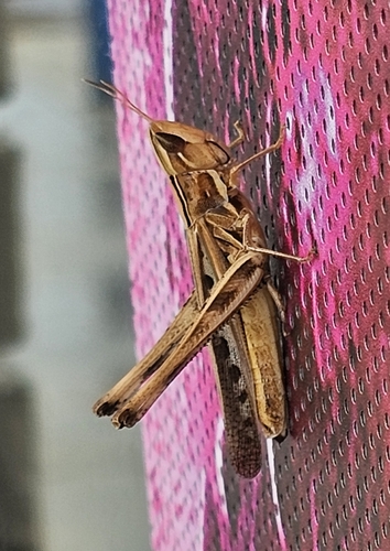 Admirable Grasshopper