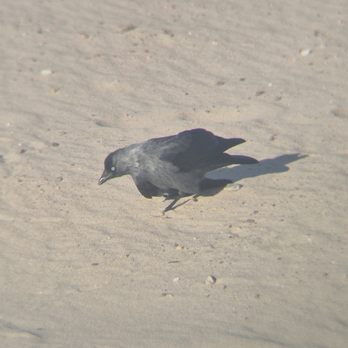 Eurasian Jackdaw