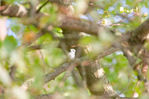 Long-tailed Tit