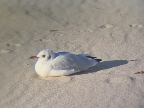 Black-headed Gull