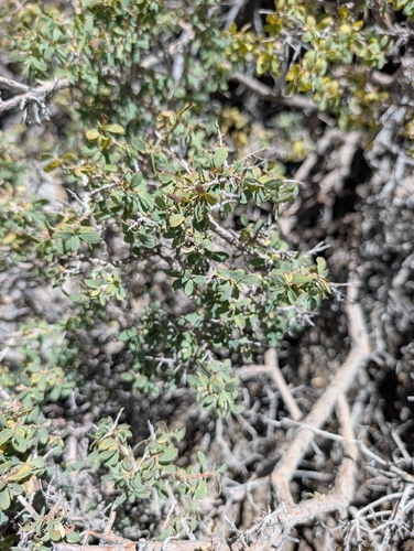 iNaturalist observation photo of fragrant snowberry