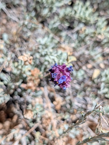 iNaturalist observation photo of Dorr's Sage