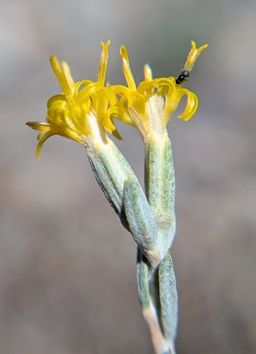 iNaturalist observation photo of Spineless Horsebrush