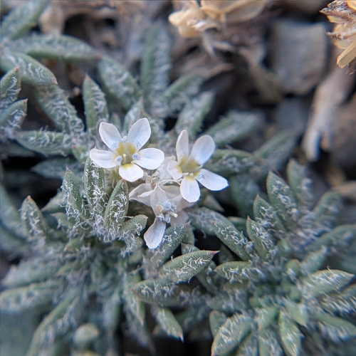 iNaturalist observation photo of ballhead ipomopsis