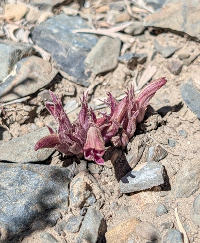iNaturalist observation photo of Broomrapes