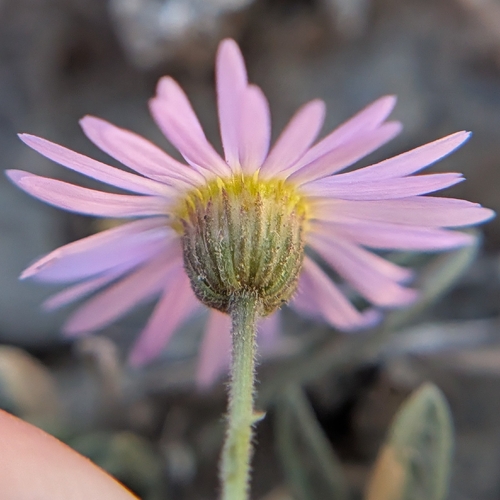 iNaturalist observation photo of Clokey's Fleabane