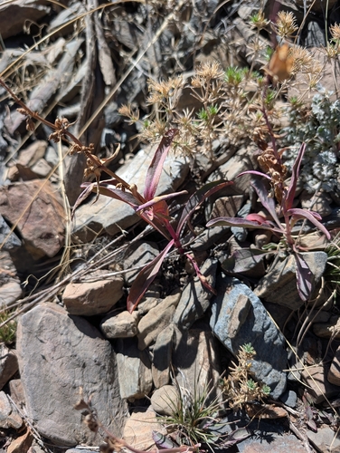 iNaturalist observation photo of Penstemon