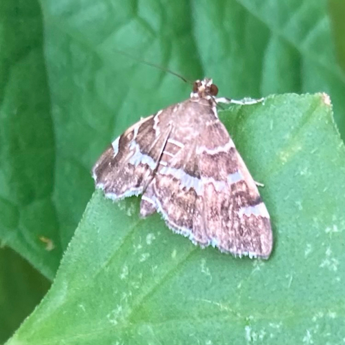 Spotted Beet Webworm Moth