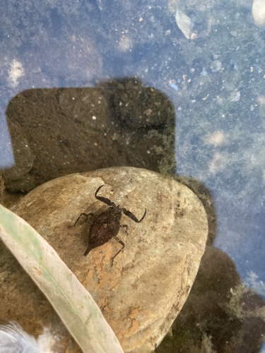 Eurasian Water Scorpion