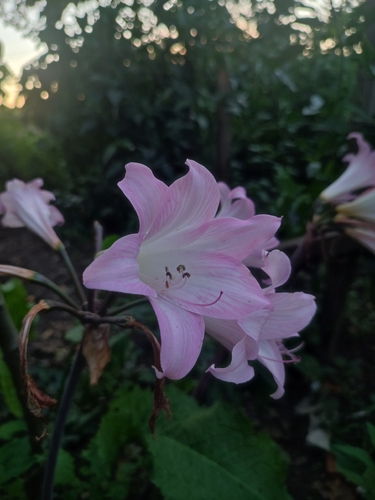 Belladonna Lily