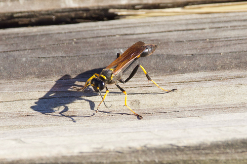 Yellow-legged Mud-dauber Wasp