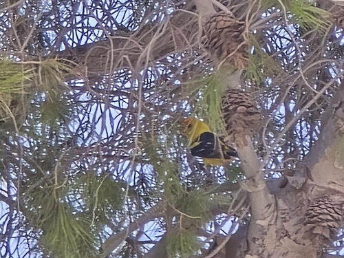 Western Tanager