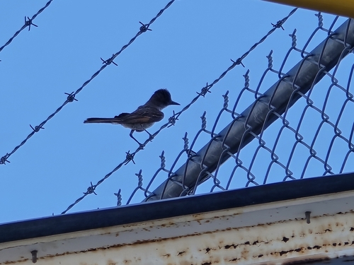 Ash-throated Flycatcher