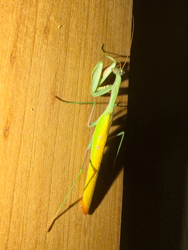 Paramantis natalensis