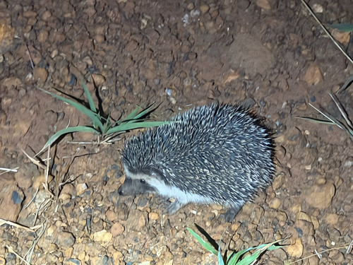 Four-toed Hedgehog