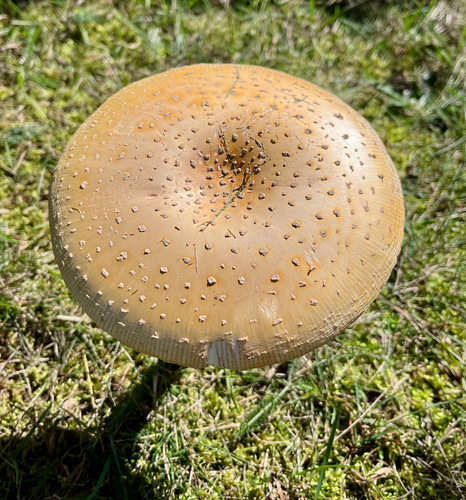 Fly Agaric