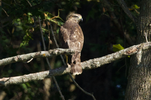 Broad-winged Hawk