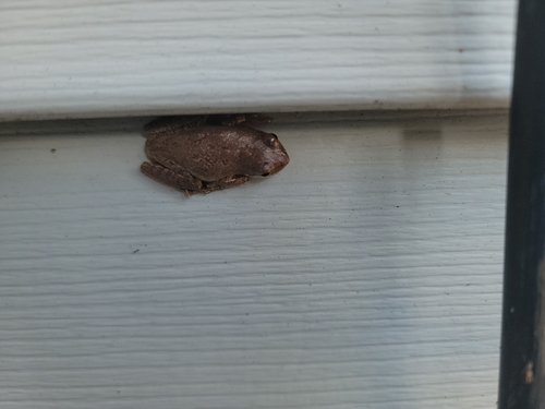 Squirrel Tree Frog