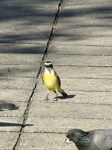 Great Kiskadee