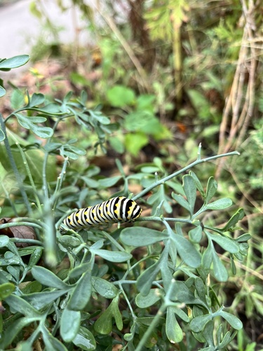 Black Swallowtail