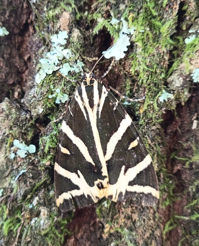 Jersey Tiger