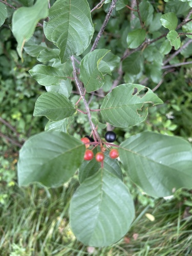 alder buckthorn