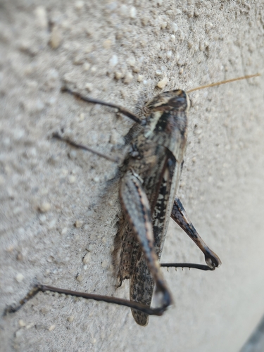 Gray Bird Grasshopper