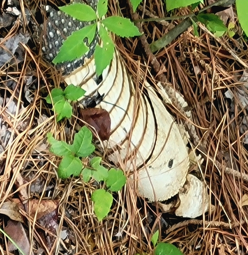 Mexican Long-nosed Armadillo