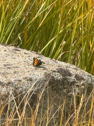 iNaturalist observation photo of California Tortoiseshell