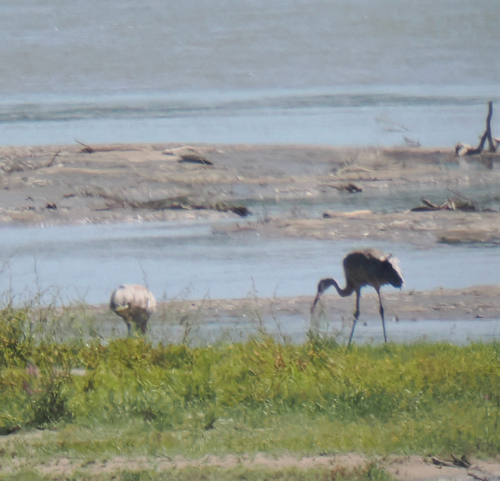 Sandhill Crane