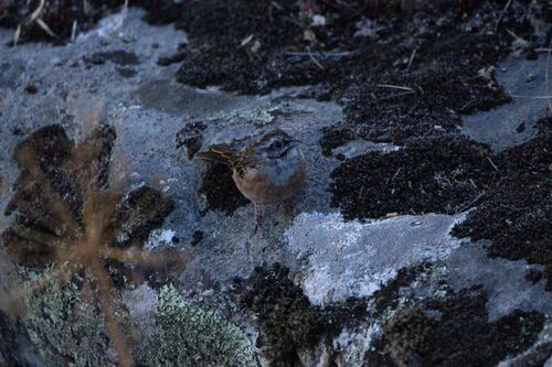 Rock Bunting