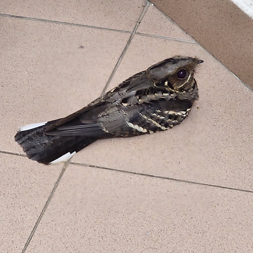 Large-tailed Nightjar