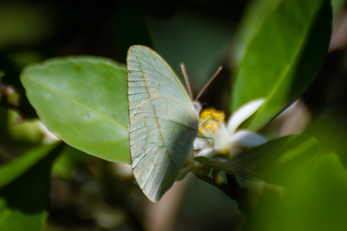 Straight-lined Sulphur