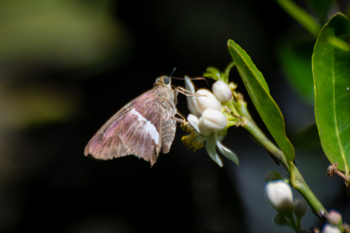 Gold-spotted Aguna
