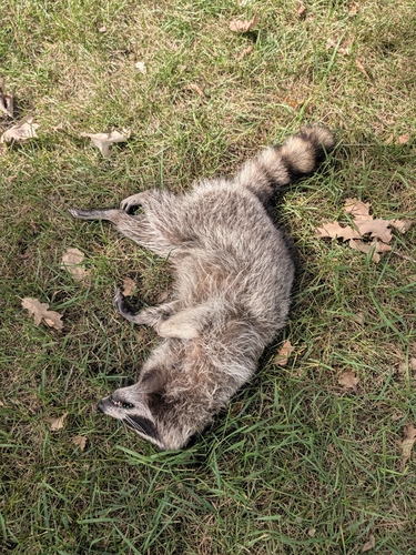 Common Raccoon