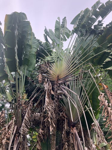 Traveller's Palm
