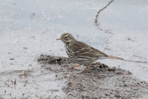 Meadow Pipit