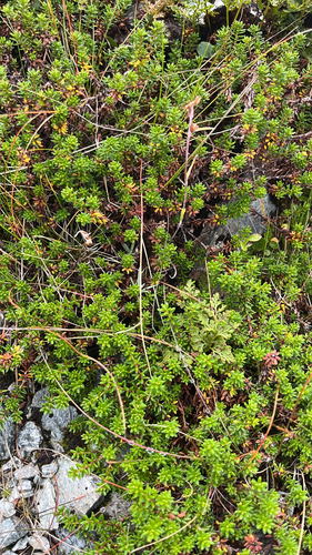 black crowberry