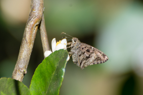 Dorantes Longtail