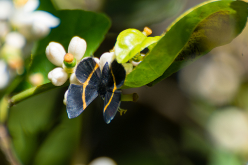 Orange-banded Metalmark