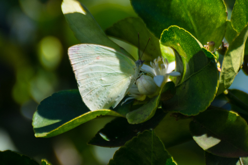Statira Sulphur