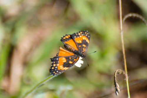 Bordered Patch