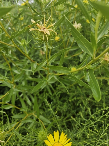 Narrowleaf Gumweed