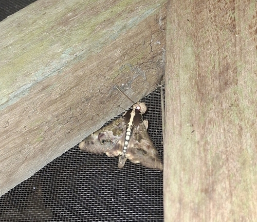 Sundowner moth