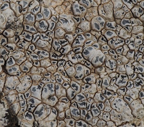 calcareous rimmed lichen
