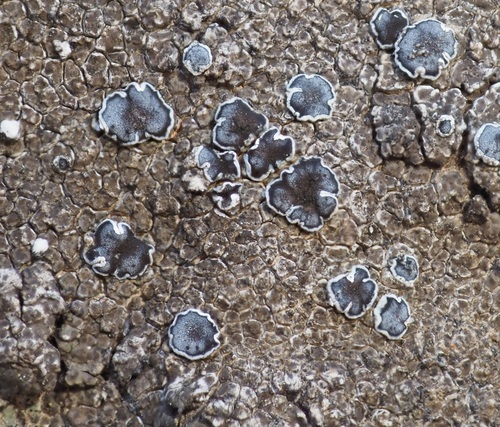 Pyrenodesmia variabilis