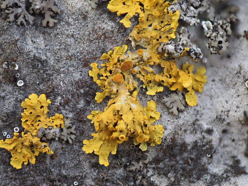Common Sunburst Lichen