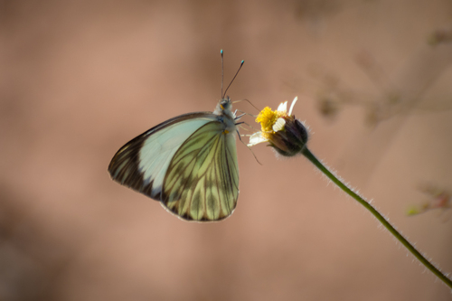 Great Southern White