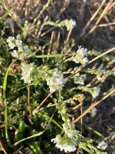 hoary alyssum